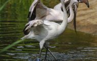 Tiere, Vögel - Flamingos  Rosaflamingo_Phoenicopterus roseus_Greater Flamingo 02.JPG
