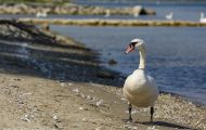 Tiere, Vögel - Gänsevögel  Höckerschwan_Cygnus olor_Mute Swan 08.JPG