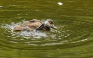 Tiere, Vögel - Gänsevögel  Kolbenente_Netta rufina_Red-Crested Pochard 06.JPG