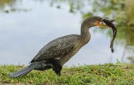Tiere, Vögel - Gänsevögel  Ohrenscharbe_Phalacrocorax auritus_Double-crested Cormorant 02.JPG