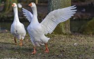 Tiere, Vögel - Gänsevögel  Schneegans_Chen caerulescens_Snow Goose 02.JPG