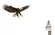Tiere, Vögel - Greifvögel Weißkopfseeadler_Haliaeetus leucocephalus_Bald Eagle 06.JPG