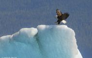 Tiere, Vögel - Greifvögel Weißkopfseeadler_Haliaeetus leucocephalus_Bald Eagle 14.JPG