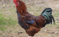 Tiere, Vögel - Hühnervögel  Haushuhn_Gallus gallus domesticus_Domestic Fowl 02.JPG