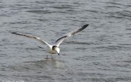 Tiere, Vögel - Regenpfeiferartige Vögel  Dreizehenmöwe_Rissa tridactyla_Black-legged Kittiwake 08.JPG