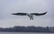 Tiere, Vögel - Regenpfeiferartige Vögel  Lachmöwe_Larus ridibundus_Common Black-headed Gull 01.JPG