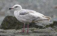 Tiere, Vögel - Regenpfeiferartige Vögel  Polarmöwe_Larus glaucoides_Iceland Gull 01.JPG