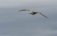 Tiere, Vögel - Regenpfeiferartige Vögel  Polarmöwe_Larus glaucoides_Iceland Gull 05.JPG