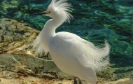 Tiere, Vögel - Ruderfüßer  Schmuckreiher_Egretta thula_Snowy Egret 07.JPG