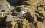 Tiere, Vögel - Ruderfüßer  Silberreiher_Ardea alba_Great Egret 03.JPG