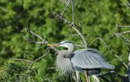 Tiere, Vögel - Schreit- und Storchenvögel  Amerikanischer Graureiher_Ardea herodias_Great Blue Heron 03.JPG