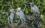 Tiere, Vögel - Schreit- und Storchenvögel  Amerikanischer Graureiher_Ardea herodias_Great Blue Heron 06.JPG