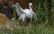 Tiere, Vögel - Schreit- und Storchenvögel  Weißstorch_Ciconia Ciconia_White Stork 08.JPG