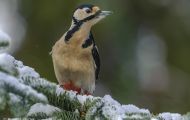 Tiere, Vögel - Spechtvögel  Buntspecht_Dendrocopos major_Great Spotted Woodpecker 02.JPG