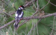 Tiere, Vögel - Spechtvögel  Buntspecht_Dendrocopos major_Great Spotted Woodpecker 03.JPG