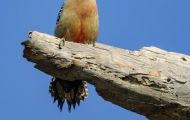 Tiere, Vögel - Spechtvögel  Carolina-Specht_Melanerpes carolinus_Red-Bellied Woodpecker 06.JPG