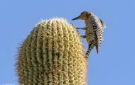 Tiere, Vögel - Spechtvögel  Gilaspecht_Melanerpes uropygialis_Gila Woodpecker 06.JPG