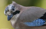Tiere, Vögel - Sperlingsvögel  Eichelhäher_Garrulus glandarius_ Eurasian Jay 03.JPG