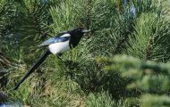 Tiere, Vögel - Sperlingsvögel  Elster_Pica pica_Eurasian Macpie 06.JPG