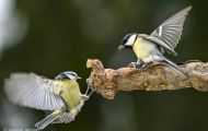 Tiere, Vögel - Sperlingsvögel  Kohlmeise_Parus major_Great Tit 09.JPG