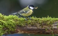 Tiere, Vögel - Sperlingsvögel  Kohlmeise_Parus major_Great Tit 14.JPG