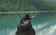 Tiere, Vögel - Sperlingsvögel  Kolkrabe_Corvus corax_Common Raven 06.JPG