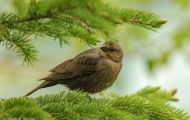 Tiere, Vögel - Sperlingsvögel  Olivrückenammer_Arremonops rufivirgatus_Olive Sparrow 04.JPG