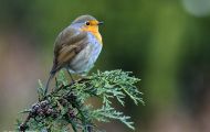 Tiere, Vögel - Sperlingsvögel  Rotkehlchen_Erithacus rubecula_European Robin 07.JPG