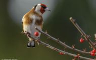 Tiere, Vögel - Sperlingsvögel  Stieglitz_Carduelis carduelis_ European Goldfinch 02.JPG