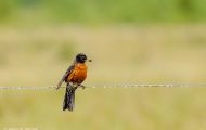 Tiere, Vögel - Sperlingsvögel  Wanderdrossel_Turdus migratorius_American Robin 02.JPG