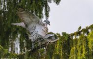 Tiere, Vögel - Taubenvögel  Ringeltaube_Columba palumbus_Wood Pigeon 02.JPG