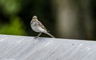 Tiere, Voegel - Sperlingsvoegel Gartengrasmuecke_Sylvia borin_Garden Warbler 01.JPG