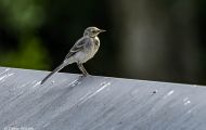 Tiere, Voegel - Sperlingsvoegel Gartengrasmuecke_Sylvia borin_Garden Warbler 09.JPG