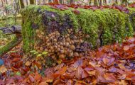 Wälder, Laubwald - Oberbayern  Laubwald 13.JPG