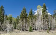 Wälder, Nadel & Mischwald - USA  Arizona, Nadel & Mischwald 01.JPG