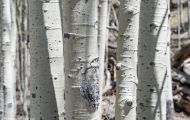 Wälder, Nadel & Mischwald - USA  Arizona, Nadel & Mischwald 04.JPG