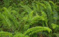 Wälder, Regenwald - Kanada  British Columbia, gemäßgter Regenwald 16.JPG