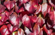 Wiesen & Felder, Weinreben - Weinreben Rot 03.JPG