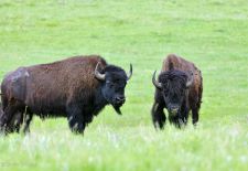 Bisons of North America - Bison, Custer State Park