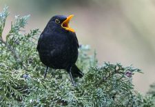 Gefiederte Freunde - Unsere heimischen Gartenvögel - Amsel