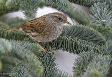 Unsere heimischen Gartenvögel - Heckenbraunelle