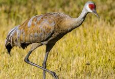 Sandhill Crane