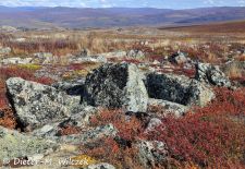 Alaska - Lockruf der Wildnis - Blühende Tundra.JPG
