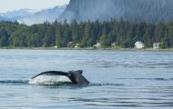 Alaska, Inside Passage - Auke Bay 06.JPG