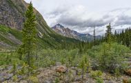 Alberta, Canadian Rockies - Jasper Area  Mt. Edith Cavell Road 05.JPG
