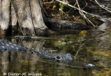 Alligatoren in Florida - Missisippi Alligator, Ding Darling Wildlife Refuge.JPG