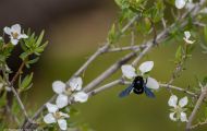 Fluginsekten, Neuflügler - Hautflügler  Holzbiene_Xylocopa species_Carpenter Bee 02.JPG