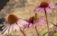 Fluginsekten, Neuflügler - Schmetterlinge  Kleiner Fuchs_Aglais urticae_Small Tortoiseshell 02.JPG