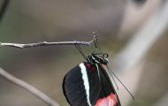 Fluginsekten, Neuflügler - Schmetterlinge Tiger Passionsfalter_Heliconius ismenius_Tiger Heliconian 02.JPG