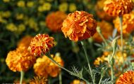 Gärten & Parks - Blumenbeete Bunte Mischung 24.JPG